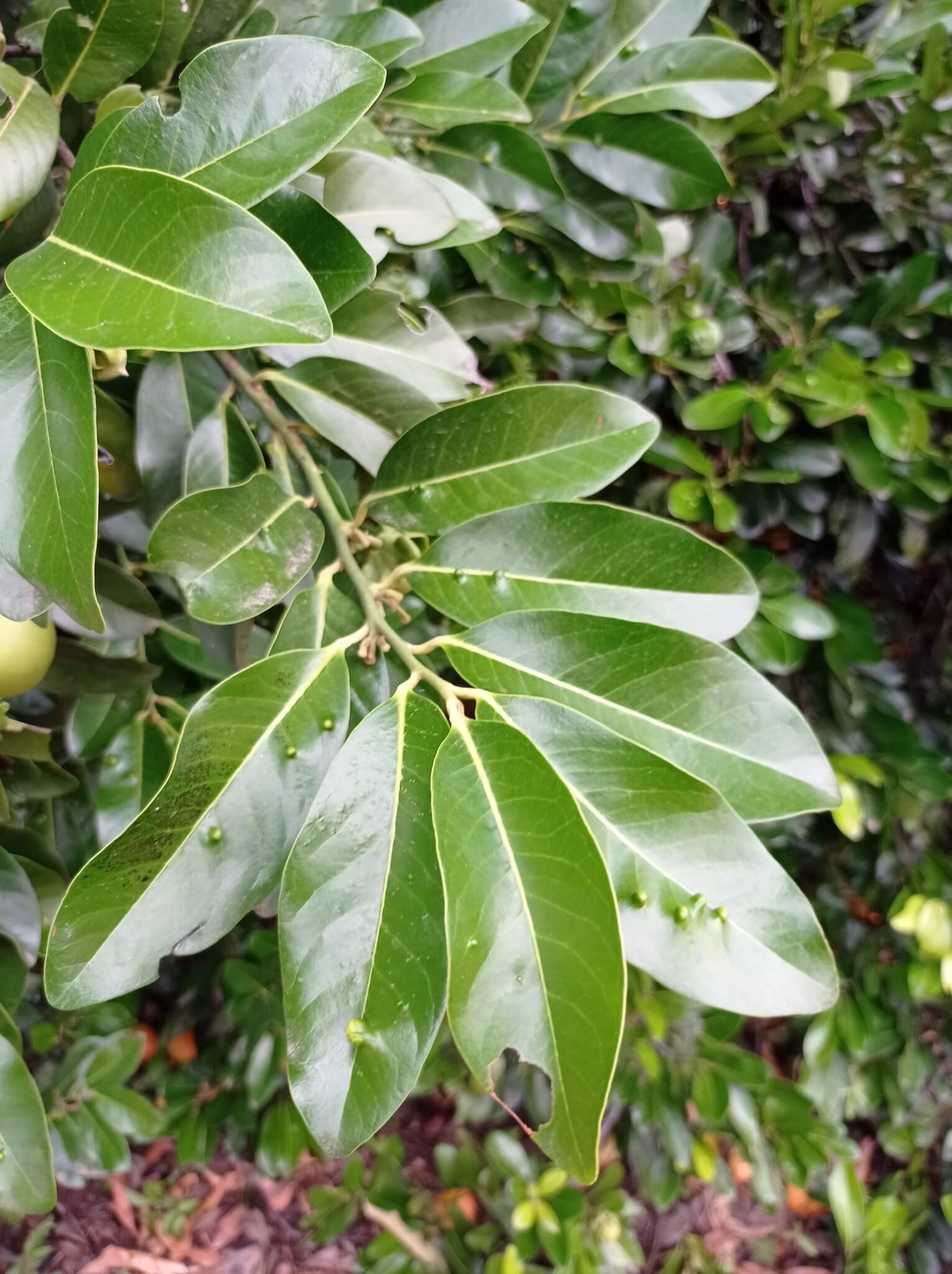 Diospyros nigra